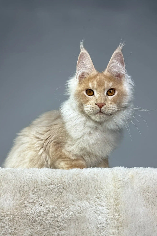 Cream and white Maine Coon cat from Quade Maine Coon Kitten collection