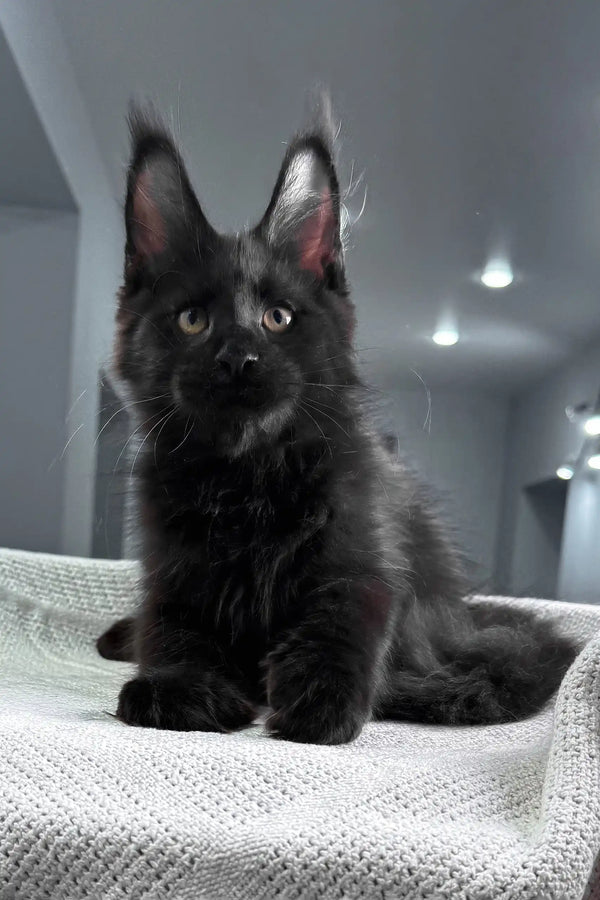 Quantum | maine coon kitten