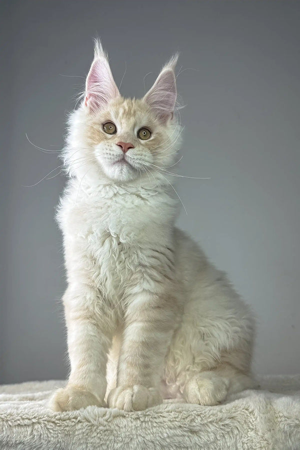 Majestic white Maine Coon kitten with fluffy fur and pointed ears in Quantum product