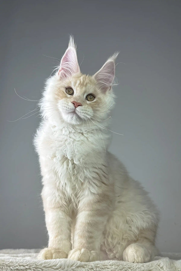 Majestic white Maine Coon kitten with fluffy fur and pointed ears in Quantum product