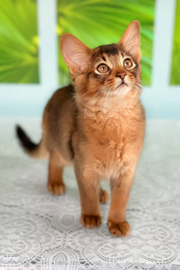 Alert reddish-brown Abyssinian cat showcasing Quantum Somali Kitten product