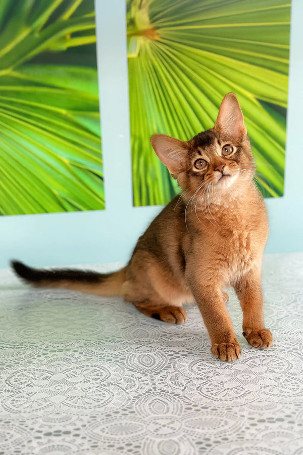 Alert reddish-brown Abyssinian cat from Quantum Somali Kitten product line