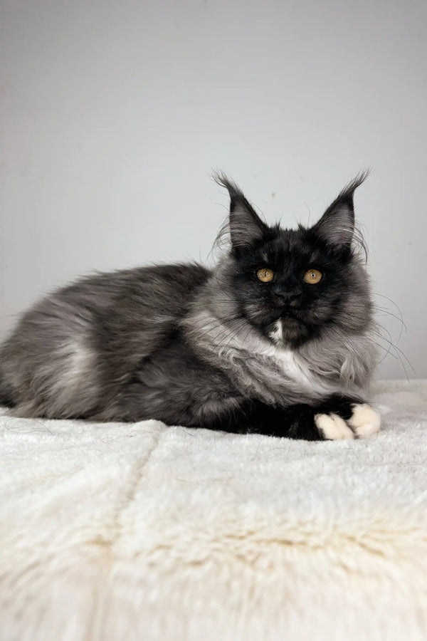 Black and white Maine Coon kitten named Queen of Hearts with bright yellow eyes