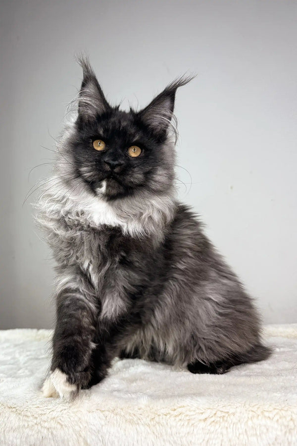 Majestic Maine Coon kitten with black fur, white chest, and golden eyes in Queen of Hearts