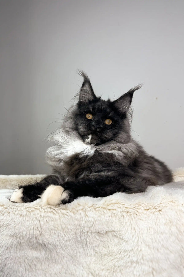Majestic Maine Coon kitten lounging with dark fur and white chest in Queen of Hearts