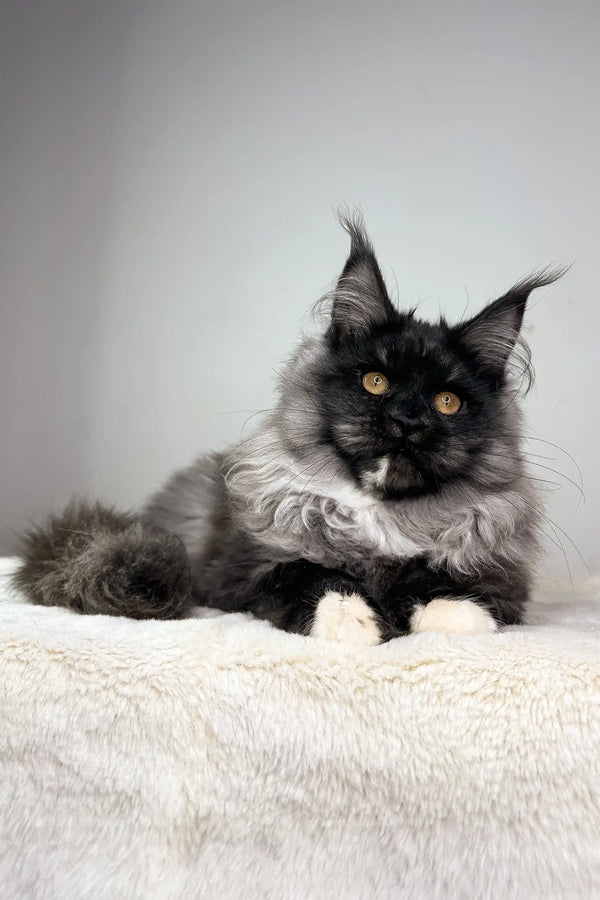 Majestic Maine Coon kitten with grey and black fur and stunning golden eyes