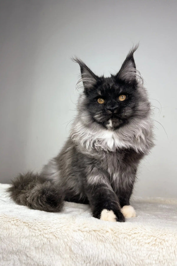 Majestic black and white Maine Coon kitten with golden eyes in Queen of Hearts product