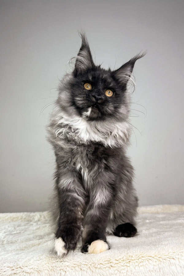 Majestic black and white Maine Coon kitten with striking yellow eyes and ear tufts