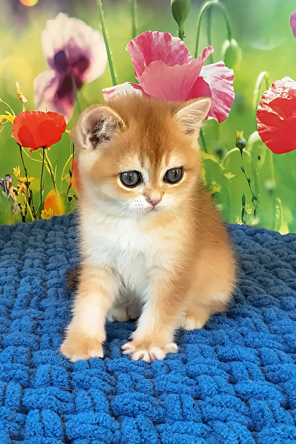 Queen | scottish straight kitten