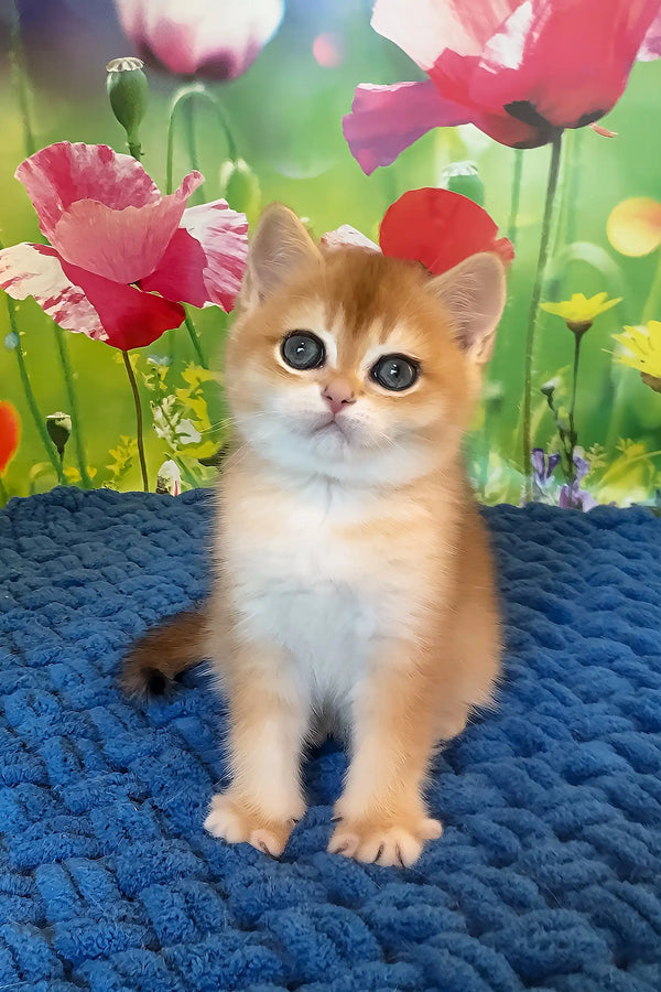 Queen | scottish straight kitten