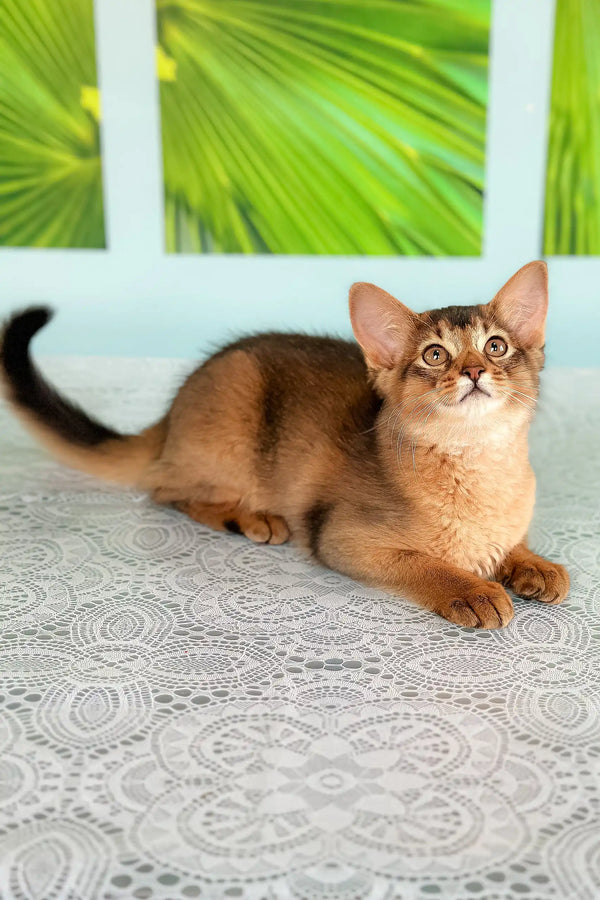 Alert Abyssinian cat featured in the Queen Somali Kitten product line