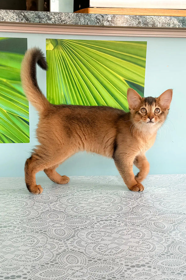 Cute Somali kitten named Queen showing off her stunning ruddy coat