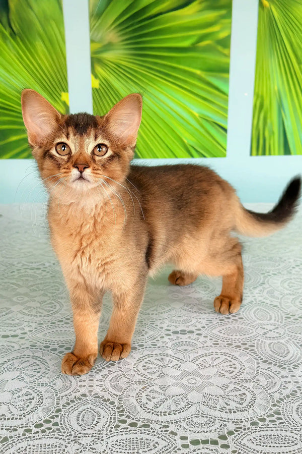 Adorable Somali kitten with golden-brown fur from the Queen collection
