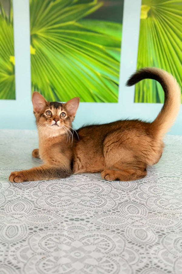 Ruddy Abyssinian cat featured in the Queen Somali Kitten product line