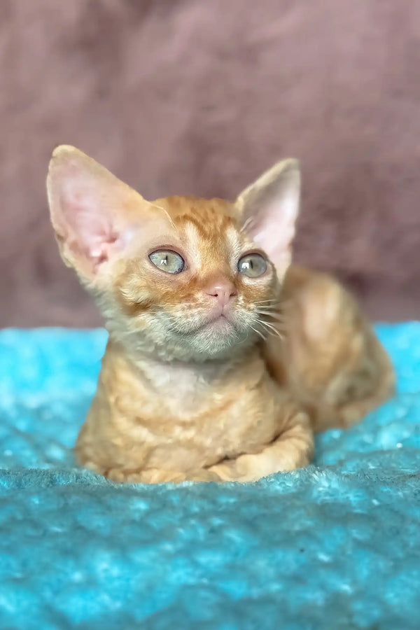 Quentin | devon rex kitten