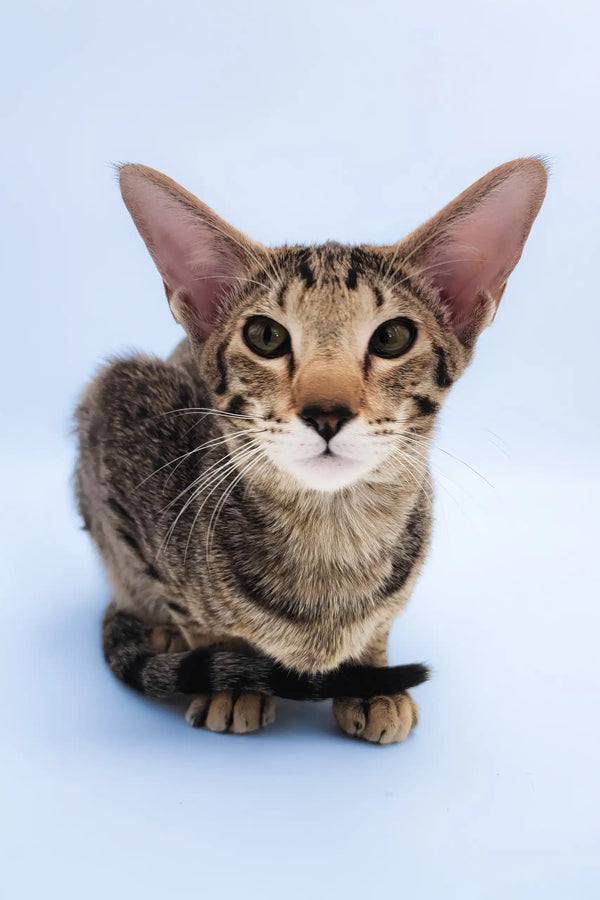 Queries | oriental shorthair kitten