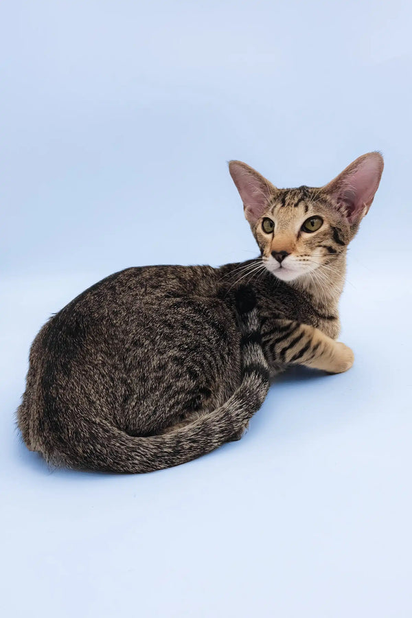Queries | oriental shorthair kitten