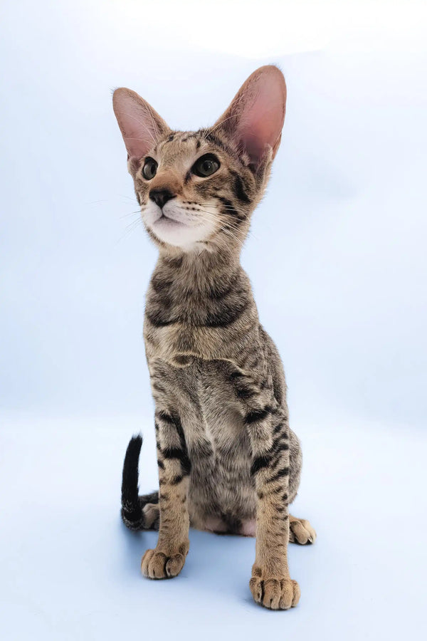 Queries | oriental shorthair kitten
