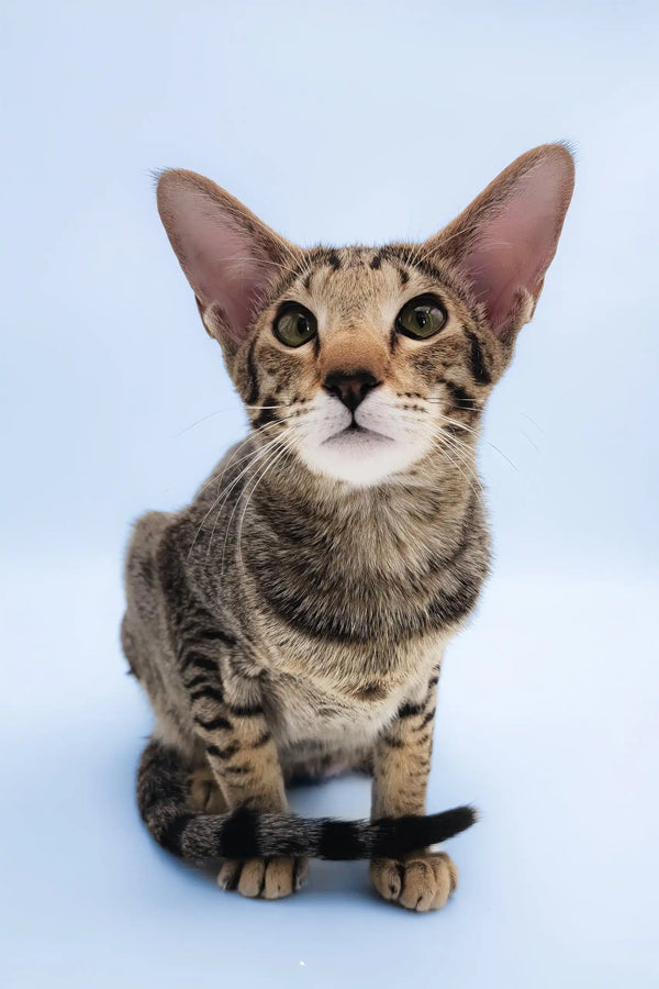 Queries | oriental shorthair kitten
