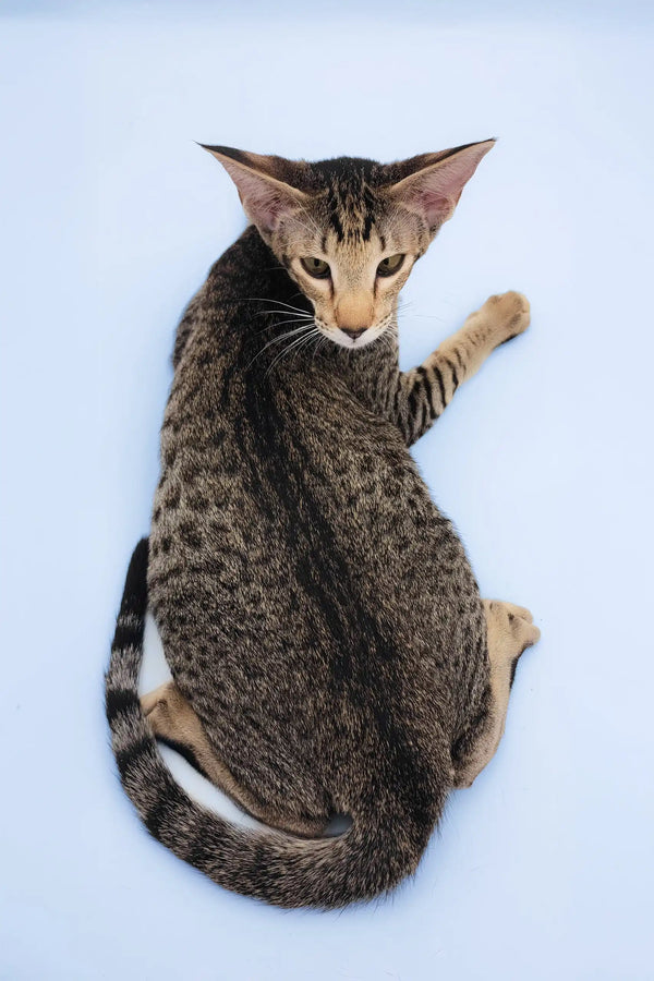 Queries | oriental shorthair kitten