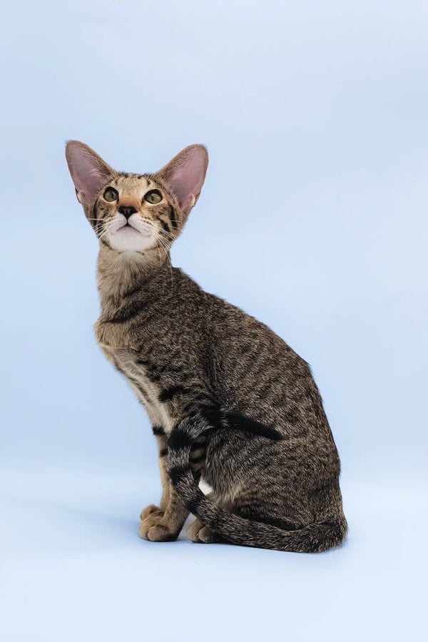 Queries | oriental shorthair kitten