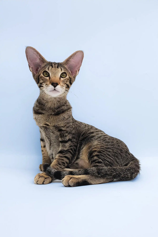 Queries | oriental shorthair kitten