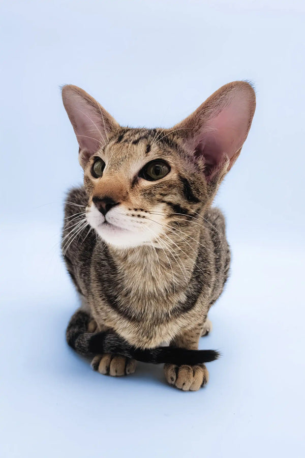 Queries | oriental shorthair kitten