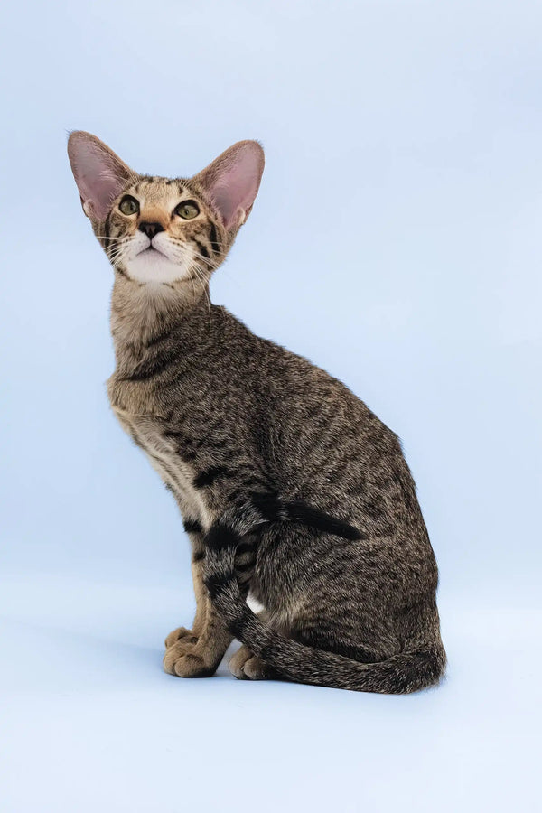 Queries | oriental shorthair kitten