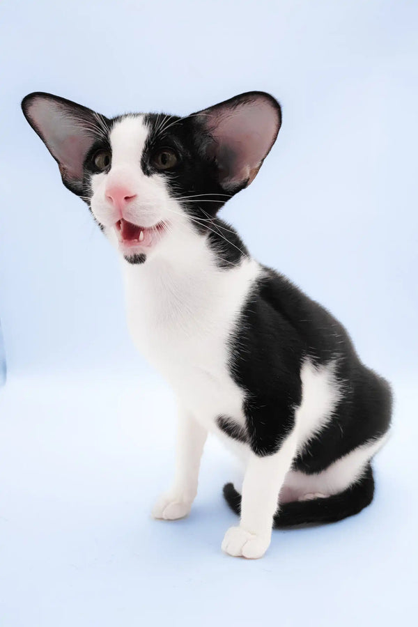 Quesa | oriental shorthair kitten