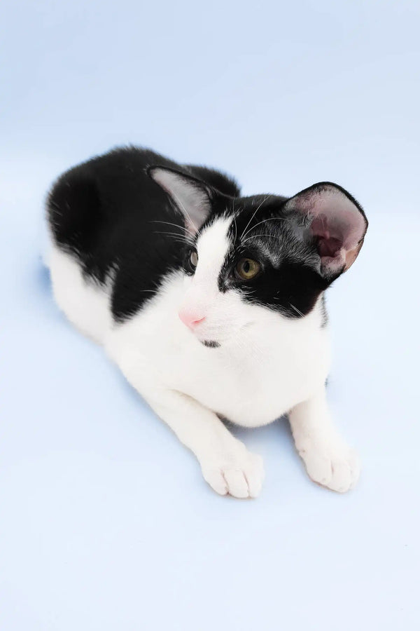 Quesa | oriental shorthair kitten