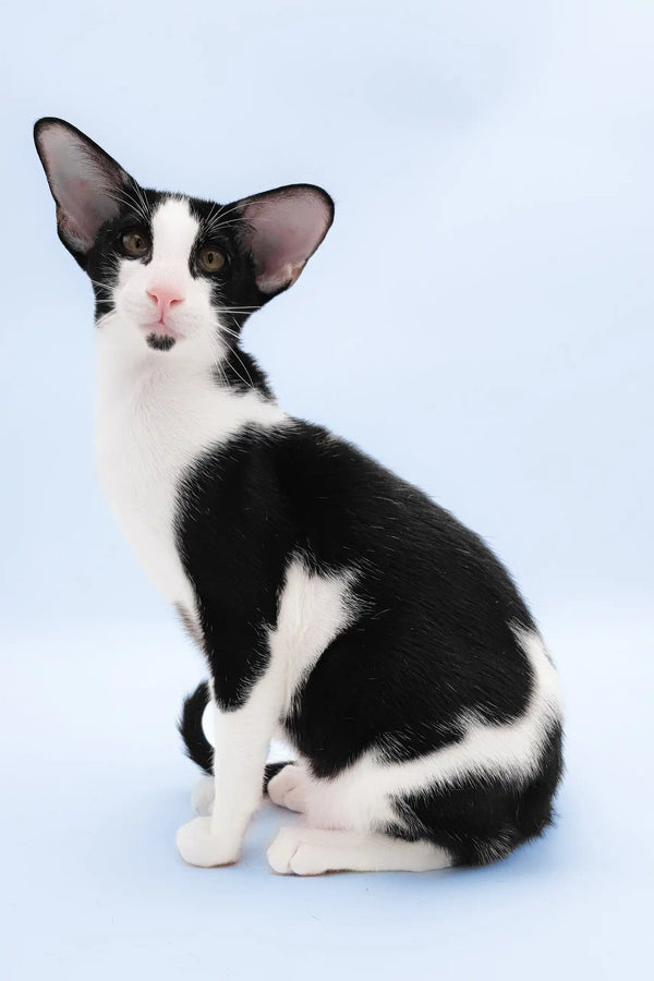 Quesa | oriental shorthair kitten