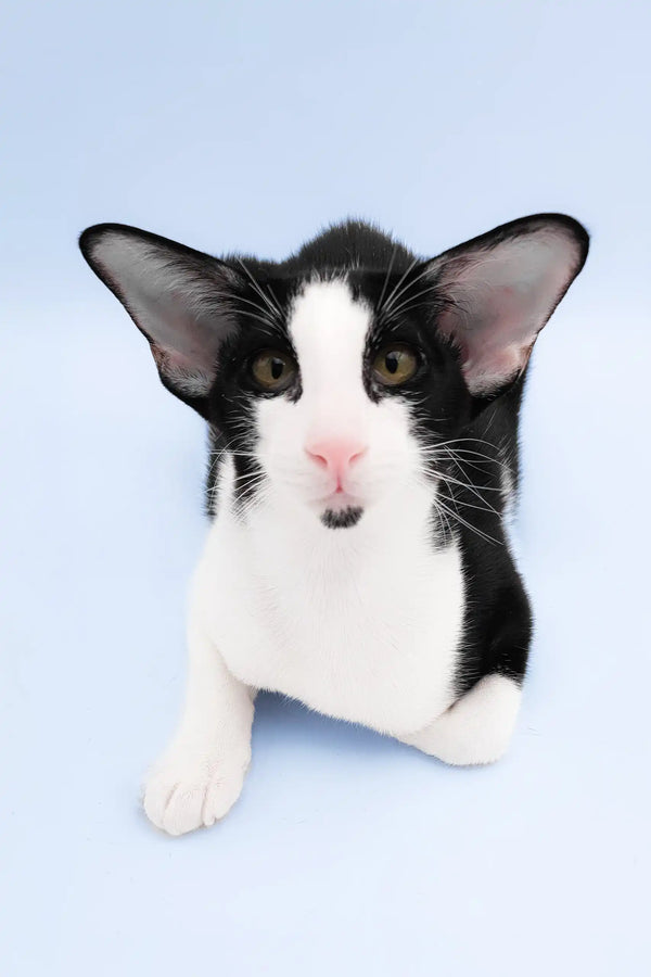 Quesa | oriental shorthair kitten