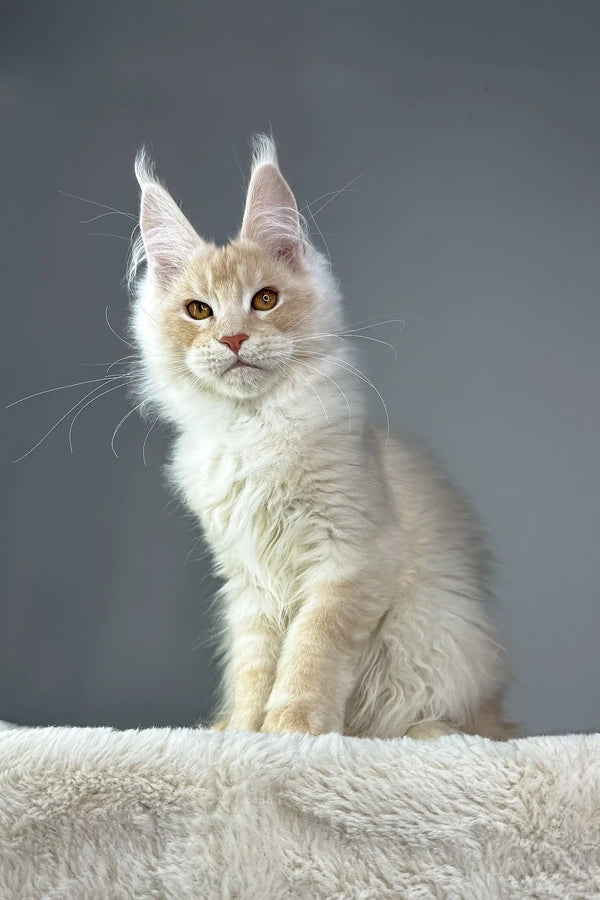 Cream-colored Maine Coon cat in the Quest Maine Coon Kitten product display