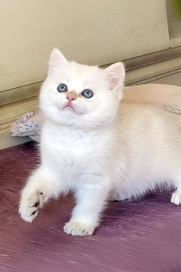 Cute white British Shorthair kitten with bright blue eyes lying on its side