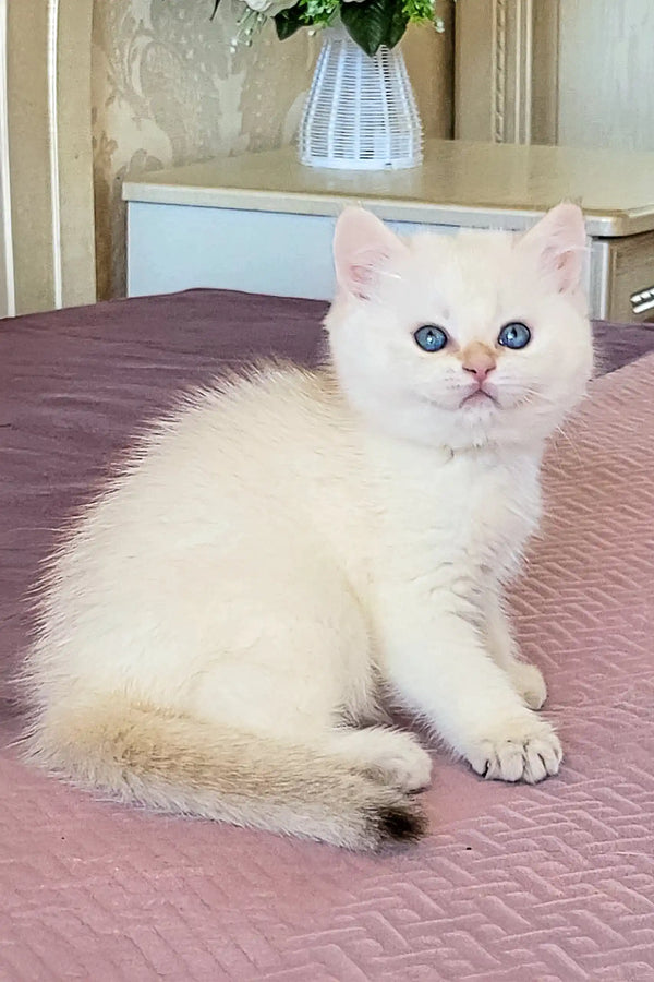 Adorable White British Shorthair Kitten with bright blue eyes on pink surface