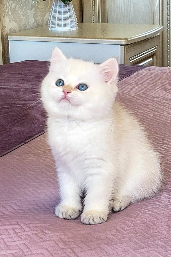 Adorable White British Shorthair Kitten with blue eyes on purple fabric
