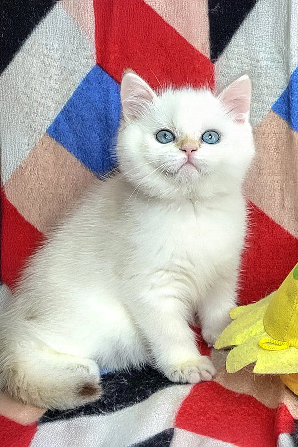 White British Shorthair kitten named Quiana with fluffy fur and bright blue eyes