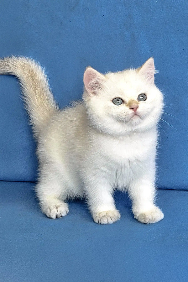 Adorable white fluffy kitten Quiana with bright eyes and a cute raised tail