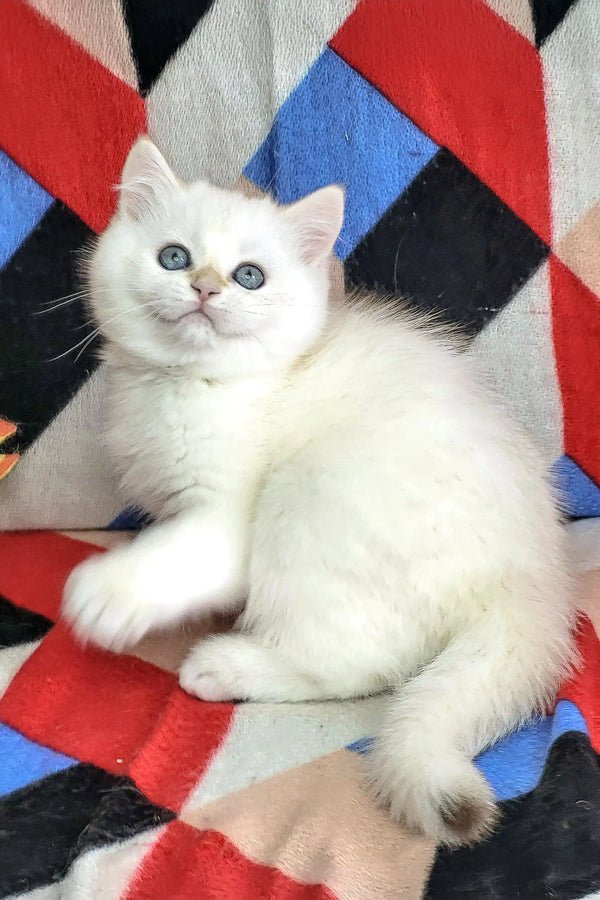 White fluffy cat with blue eyes lounging on a colorful blanket, Quiana the kitten