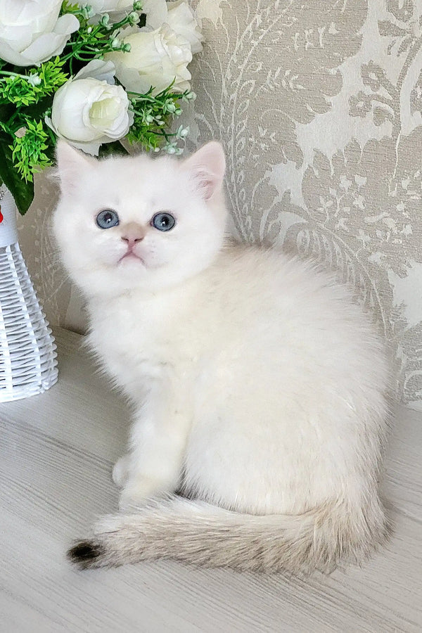 White fluffy British Shorthair kitten named Quiana with blue eyes and light tail