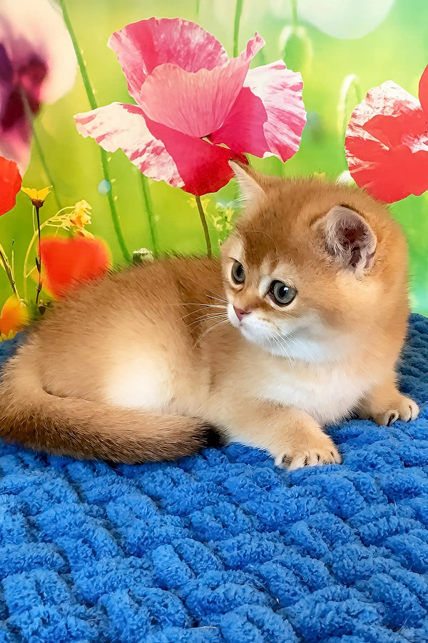 Quiana | scottish straight kitten