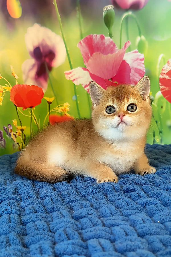 Quiana | scottish straight kitten