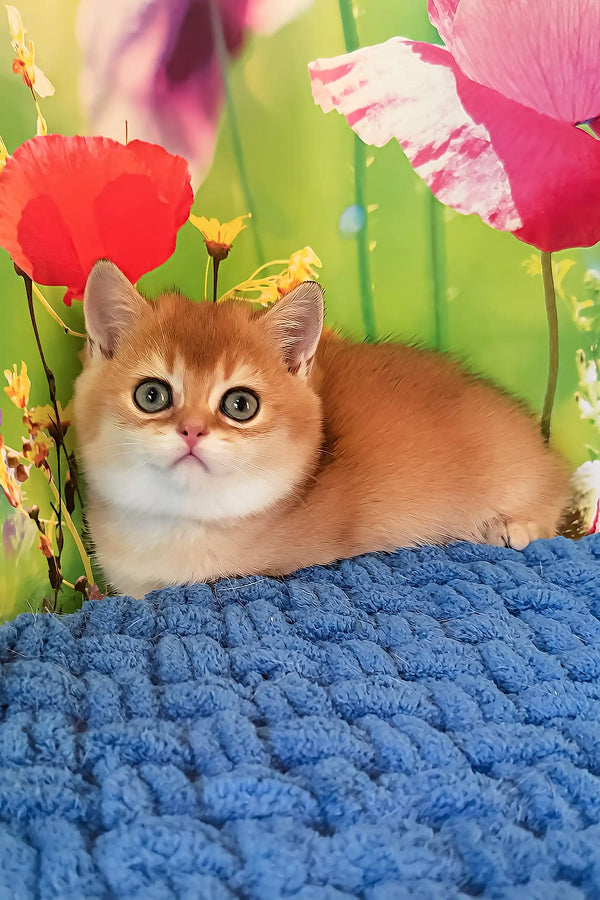 Quiana | scottish straight kitten