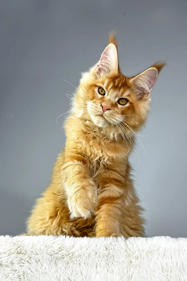Ginger Maine Coon kitten from Quickstep Maine Coon Kitten product lineup