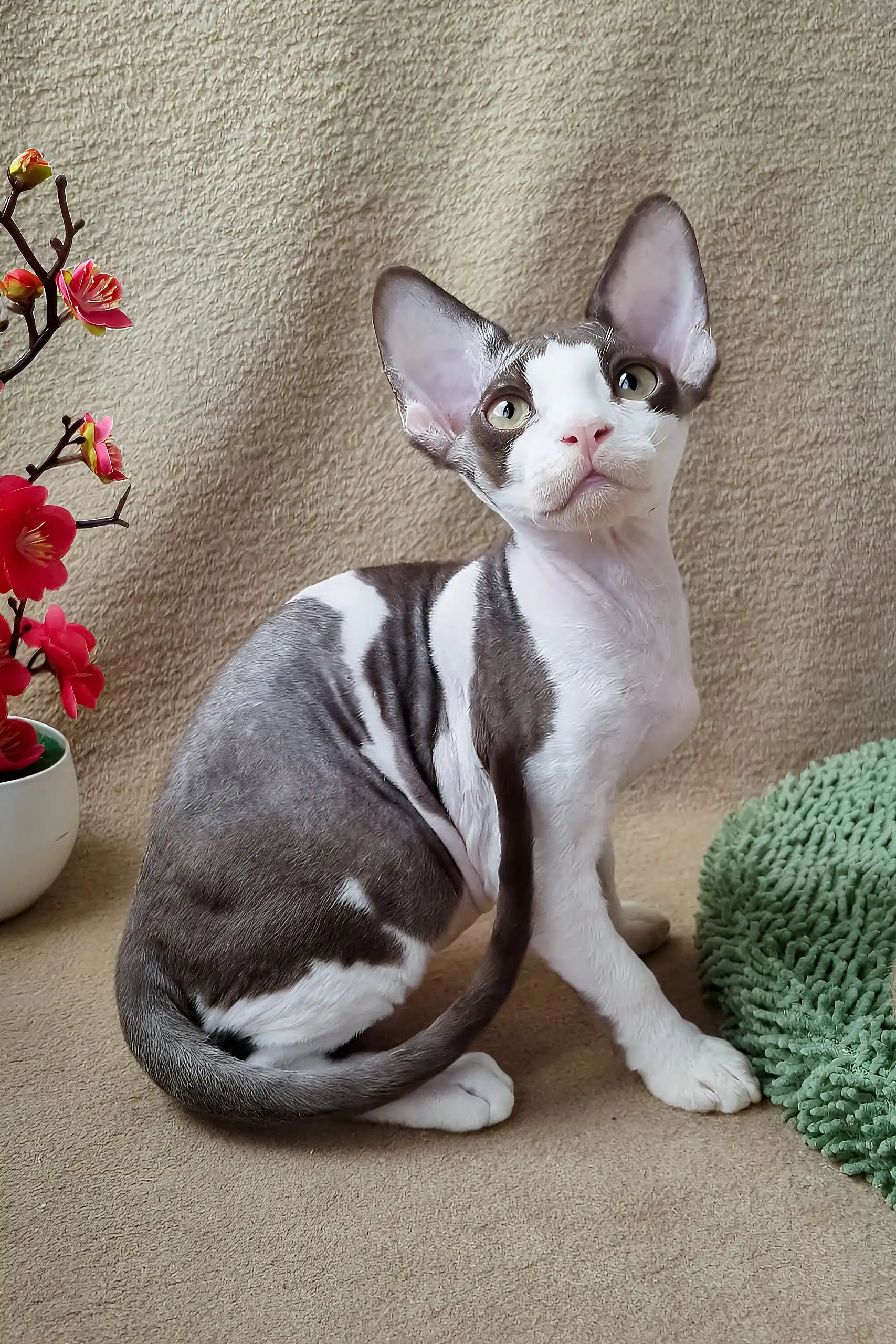 Adopt Quico Your Loveable Devon Rex Kitten