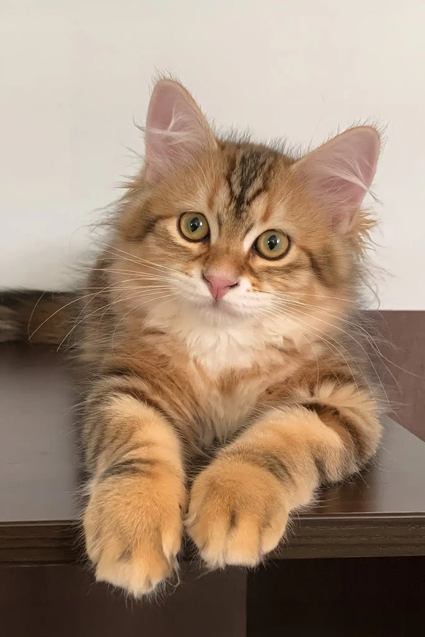 Quince | siberian kitten