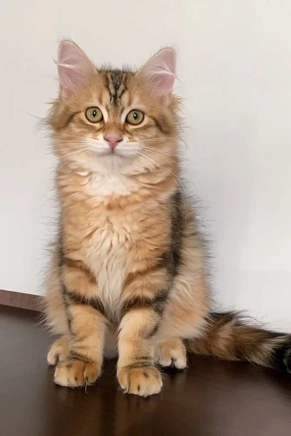 Quince | siberian kitten