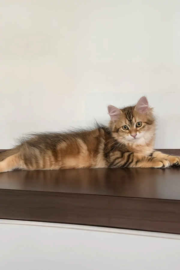 Quince | siberian kitten