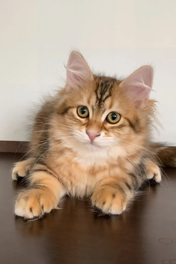 Quince | siberian kitten