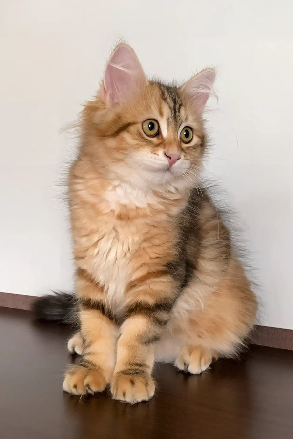 Quince | siberian kitten